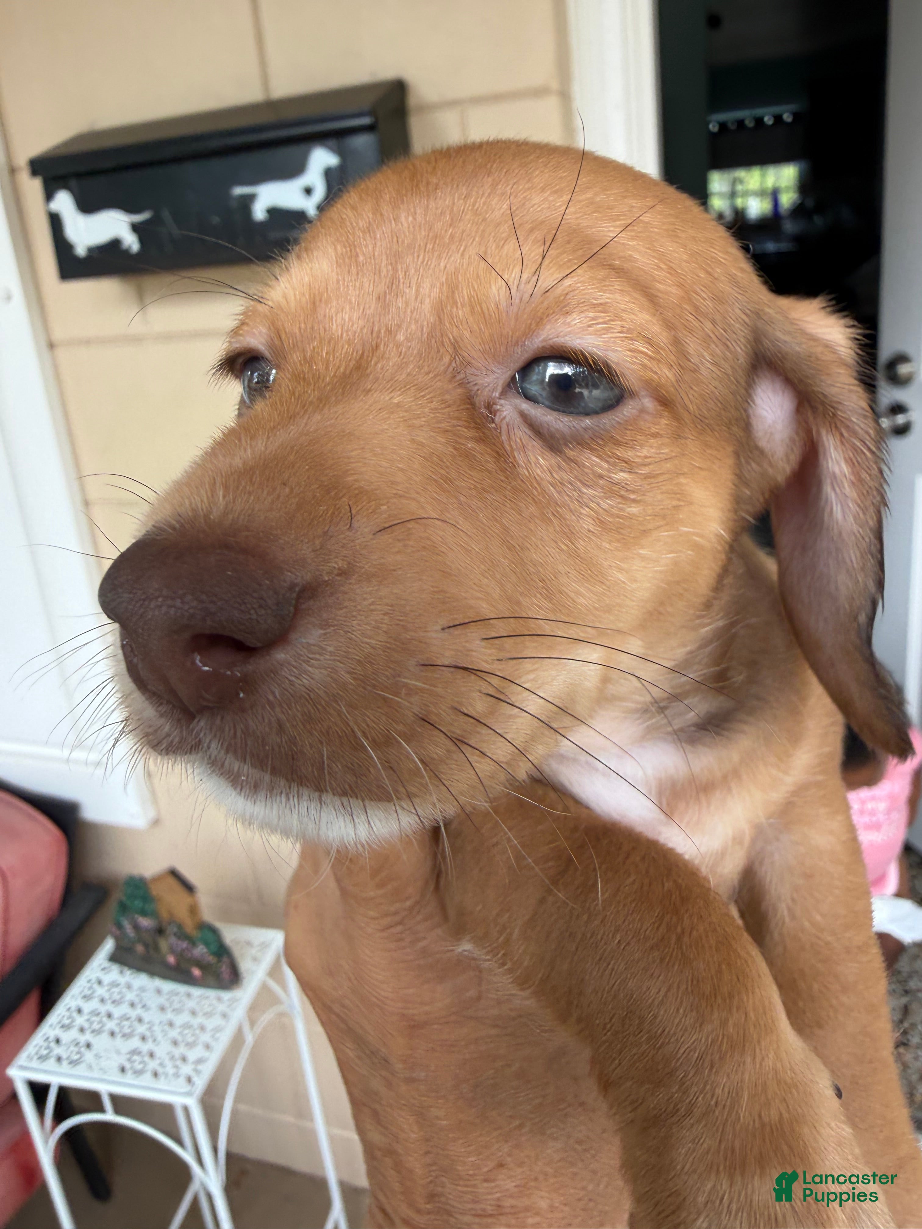 Mixed Breed dogs Hershey - Ad 1