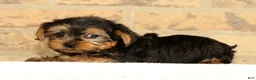 Yorkshire Terrier dogs for sale: Addy - Ad 6