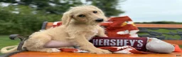 Labradoodle dogs for sale: Ziva (Girl) - Ad 6