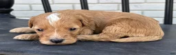 Mini Goldendoodle dogs for sale: Ricotta - Ad 2
