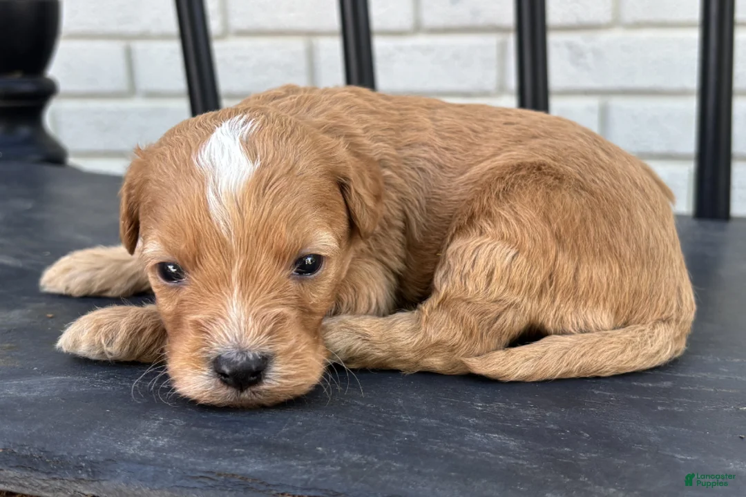 Mini Goldendoodle dogs for sale: Ricotta - Ad 2
