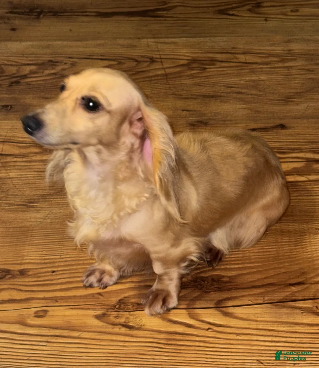 Dachshund dogs for sale: Pearl - Ad 8