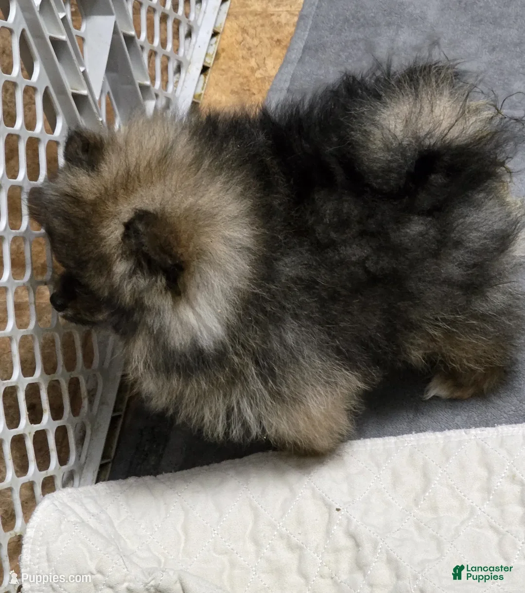 Pomeranian dogs for sale: Akc Buffy  - Ad 2