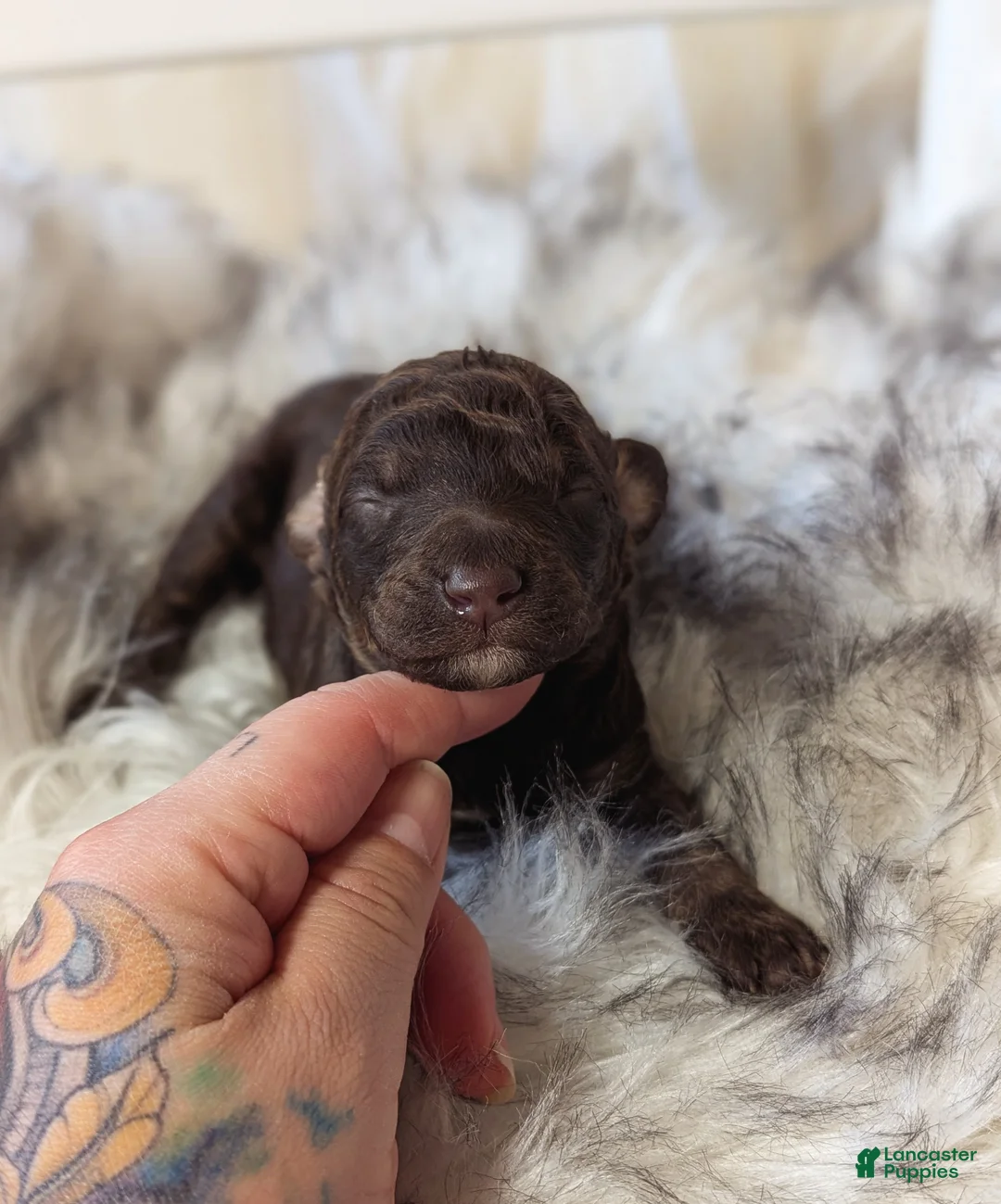 Mixed Breed dogs for sale: ROCKY - Ad 3