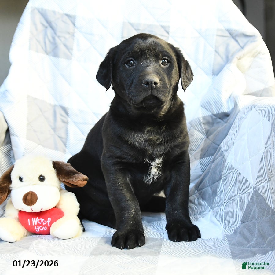Labrador Retriever dogs Parker - Ad 38