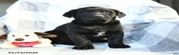 Labrador Retriever dogs for sale: Parker - Ad 1