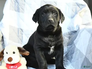 Labrador Retriever dogs Parker - Ad 38
