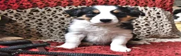 Border Collie dogs for sale: Pooh Bear - Ad 3