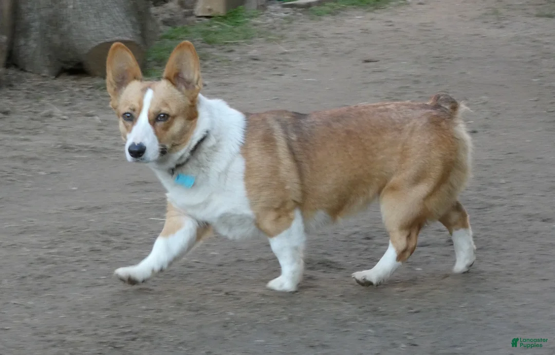 Corgipoo dogs for sale: Corgipoo Puppy 2 - Ad 11