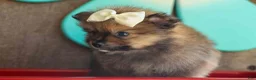 Pomeranian dogs for sale: Flynn  - Ad 20