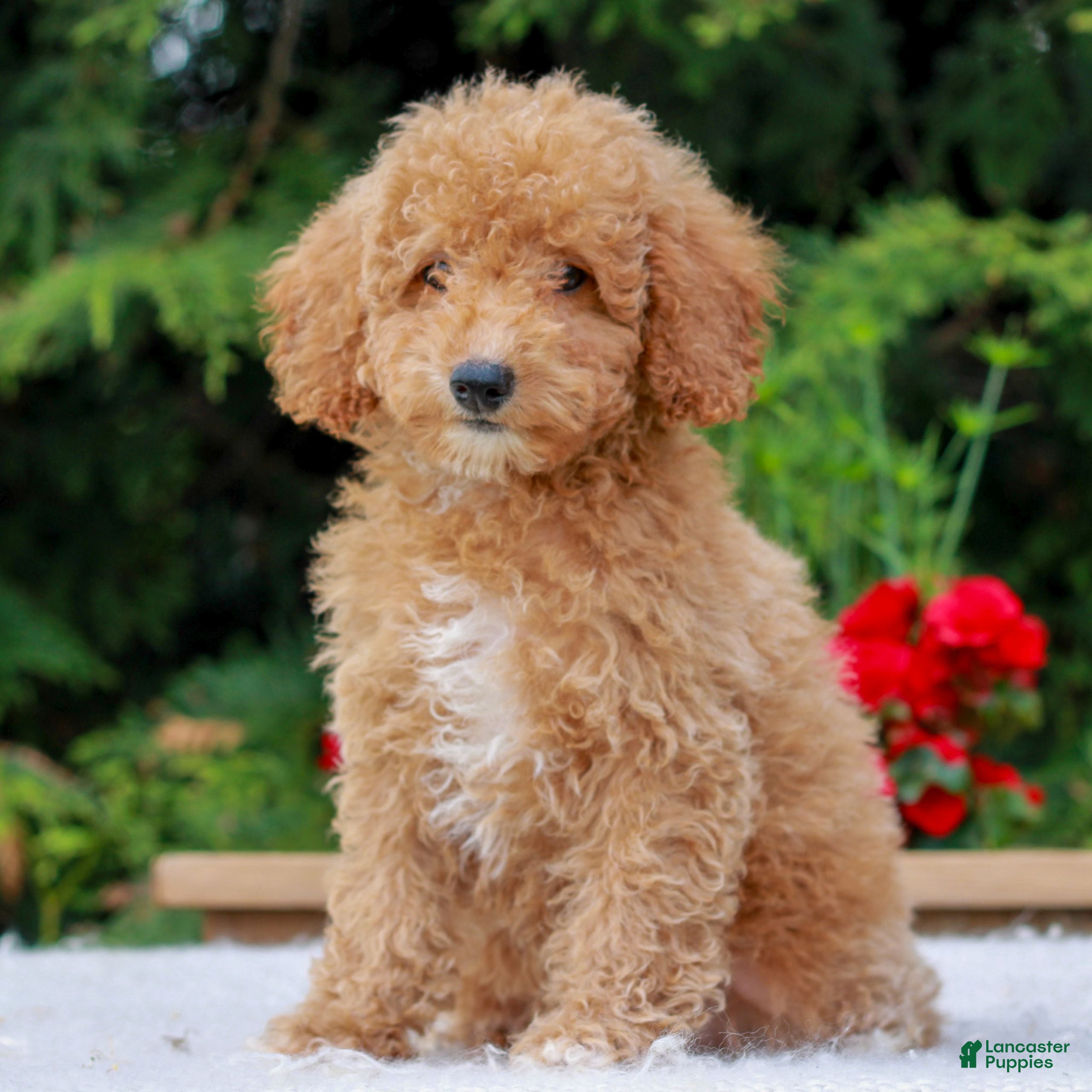 Miniature Poodle dogs Cassie  - Ad 1