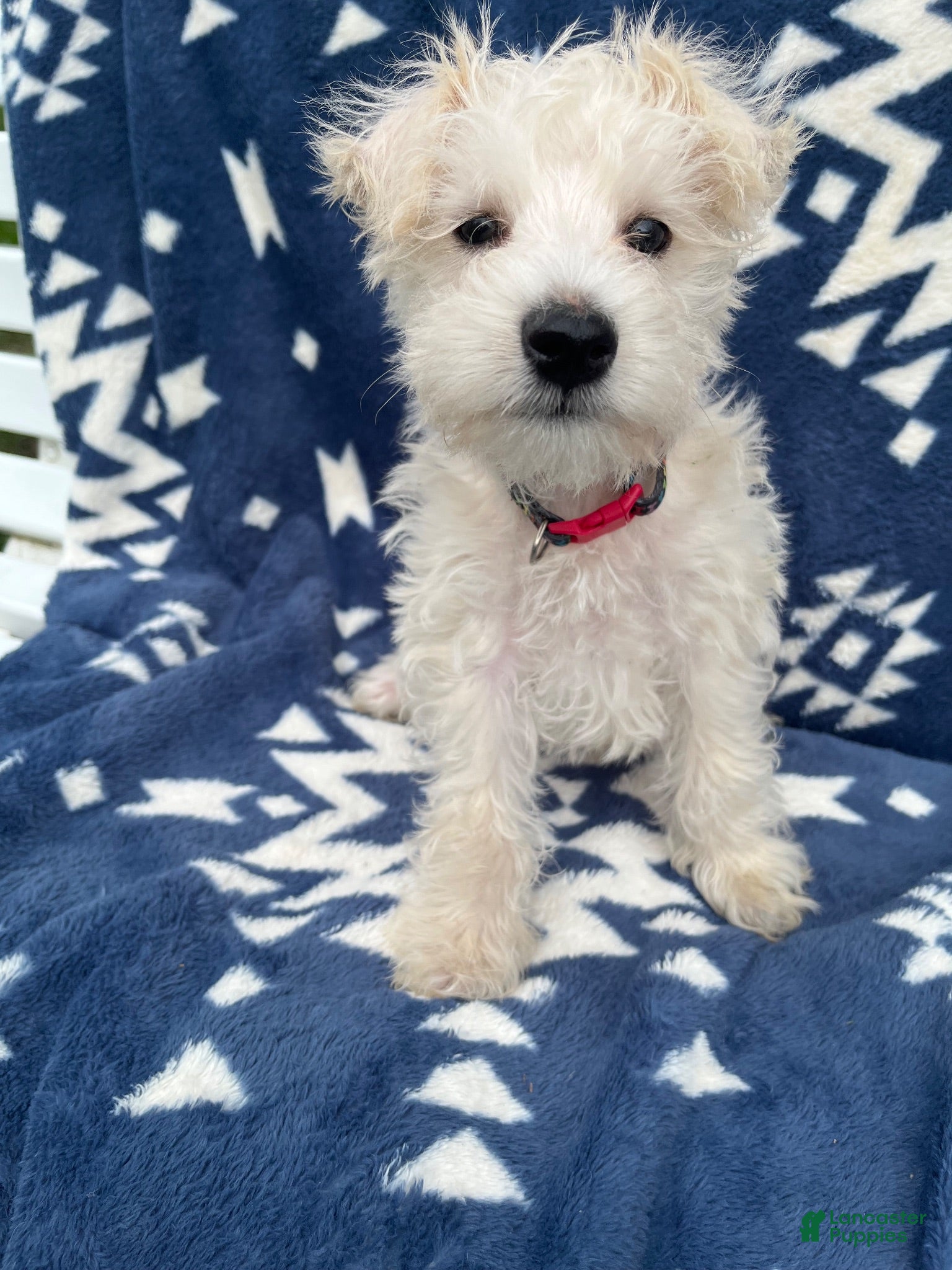 Miniature Schnauzer dogs AKC Chewie - Ad 1