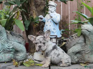 French Bulldog dogs Manchas French Bulldog Puppy - Ad 7