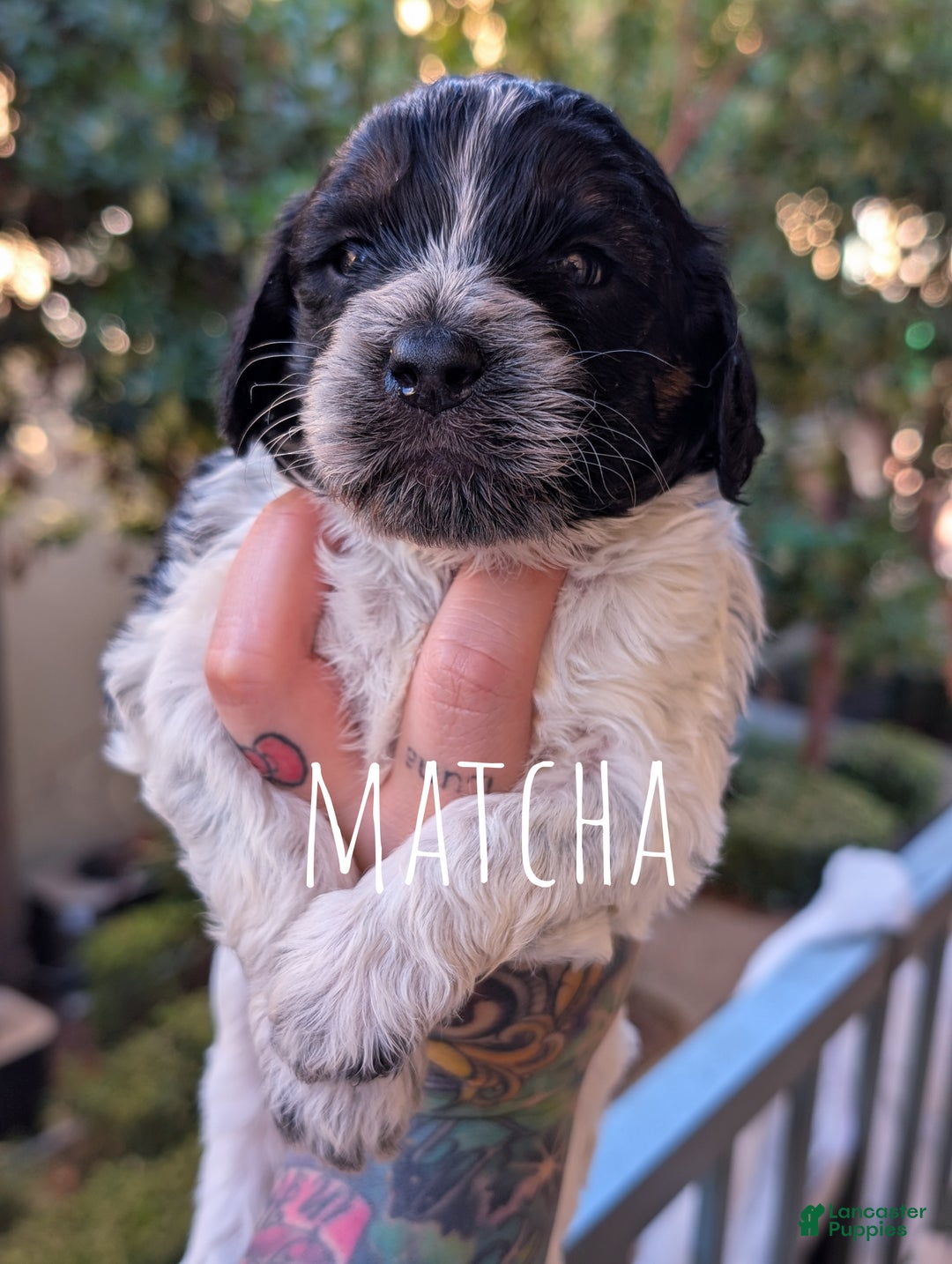 Mixed Breed dogs for sale: MATCHA - Ad 3