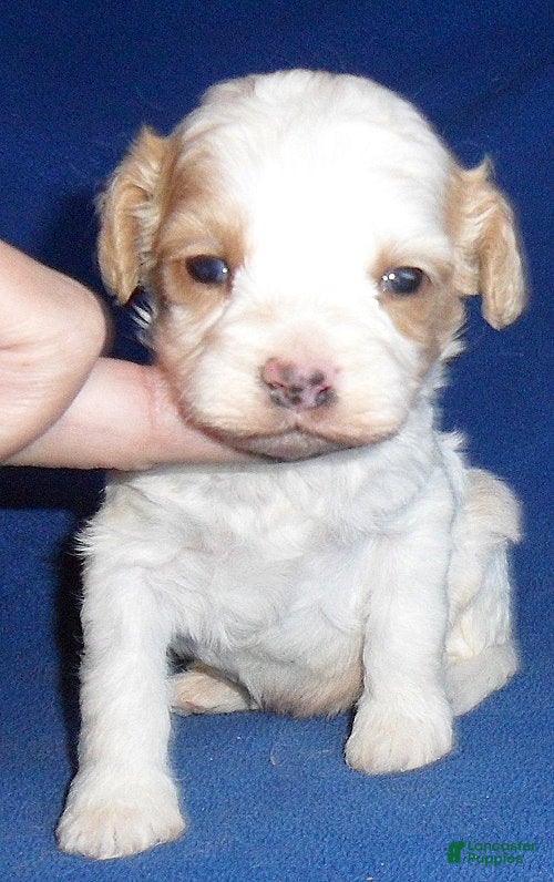 Cockapoo dogs Darby - Ad 2