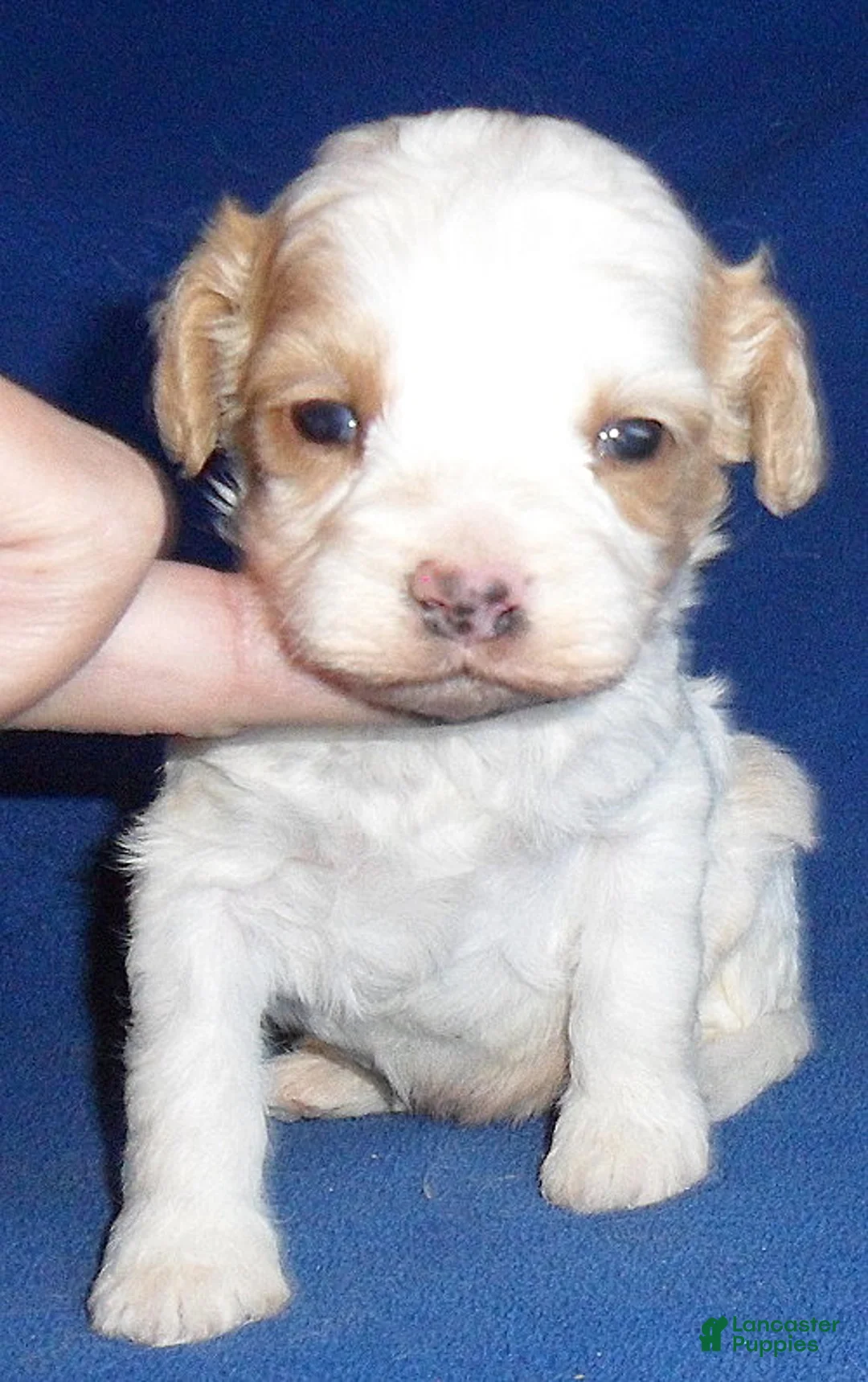 Cockapoo dogs for sale: Darby - Ad 2