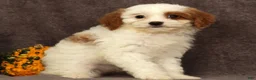 Cavapoo dogs for sale: Annabelle - Ad 6