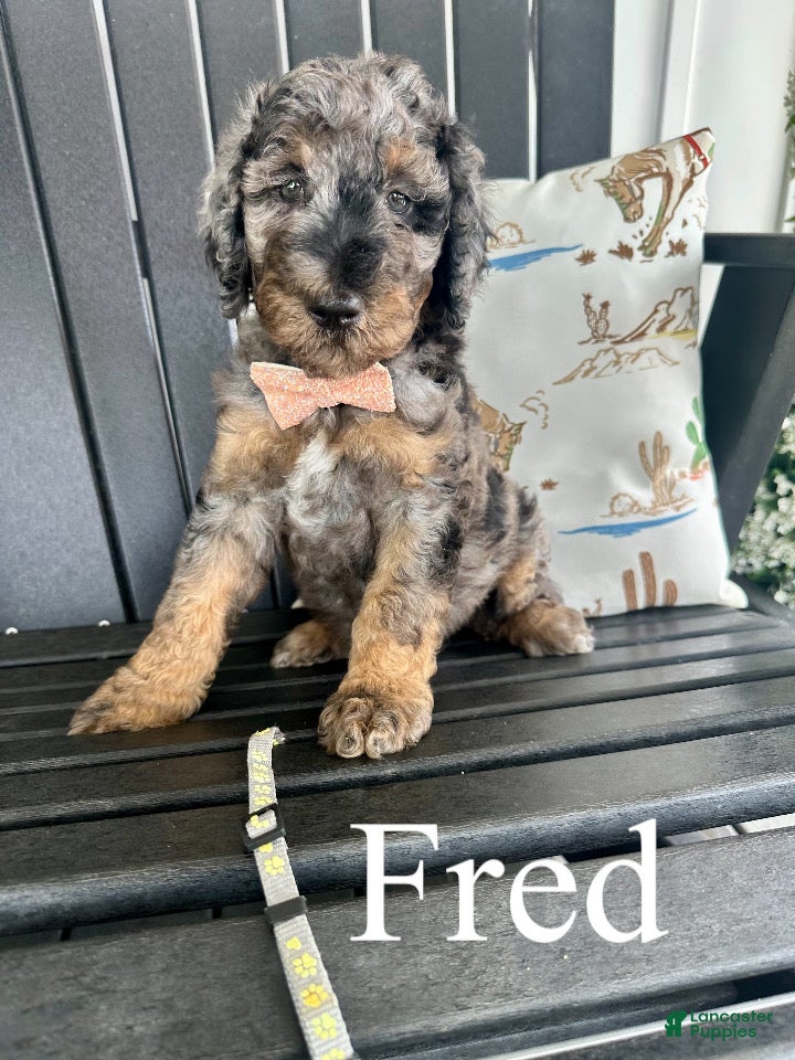 Standard Poodle dogs Fred  - Ad 1