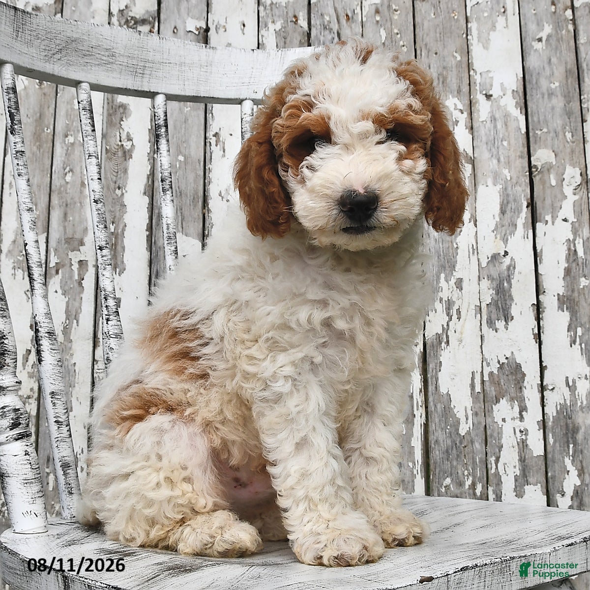 Goldendoodle dogs Drew - Ad 1
