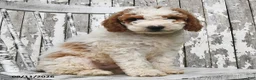 Goldendoodle dogs for sale: Drew - Ad 6