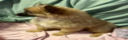 Mixed Breed dogs for sale: Rosebud - Ad 6