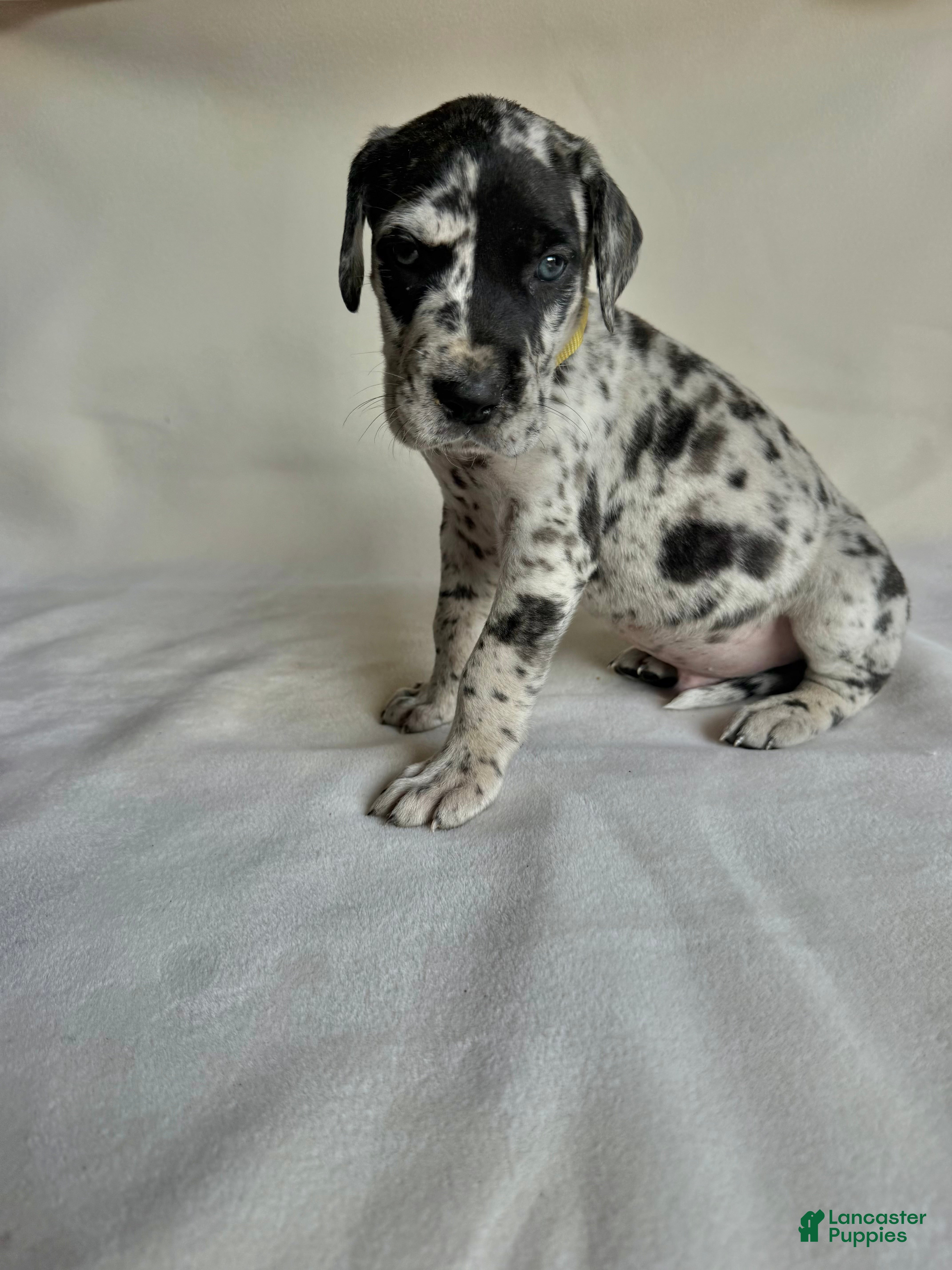 Great Dane dogs Flash- yellow - Ad 38
