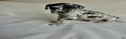 Great Dane dogs for sale: Flash- yellow - Ad 1