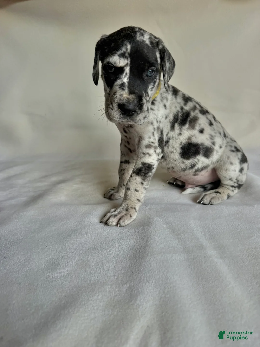 Great Dane dogs for sale: Flash- yellow - Ad 1