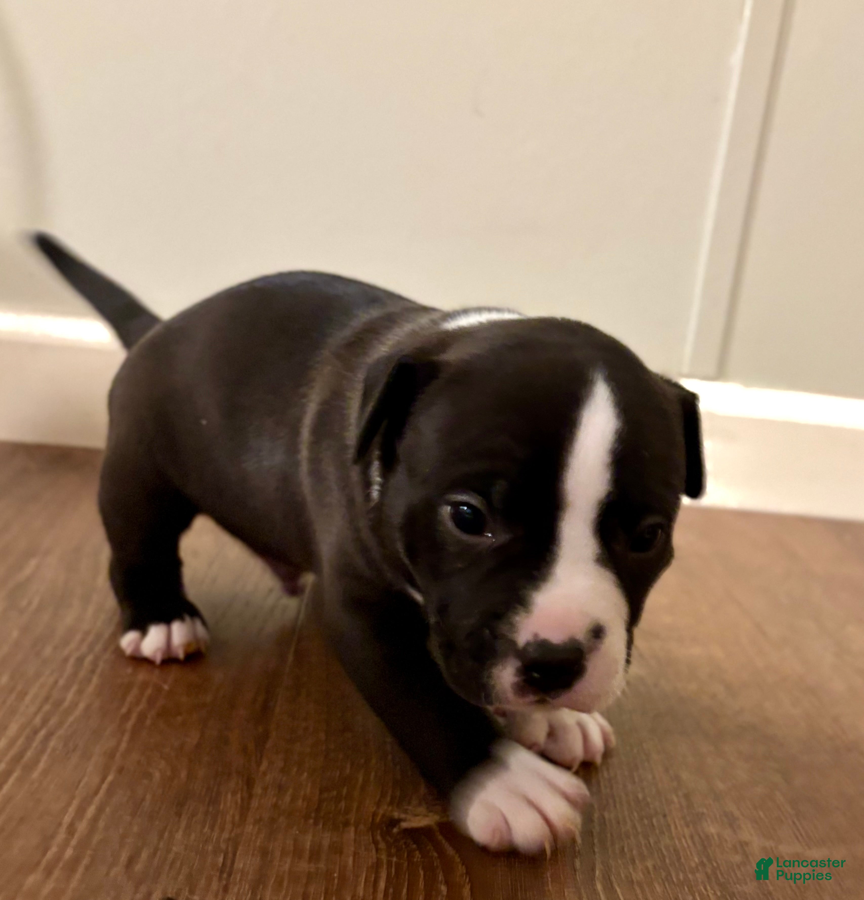 American Bully dogs Drake - Ad 1