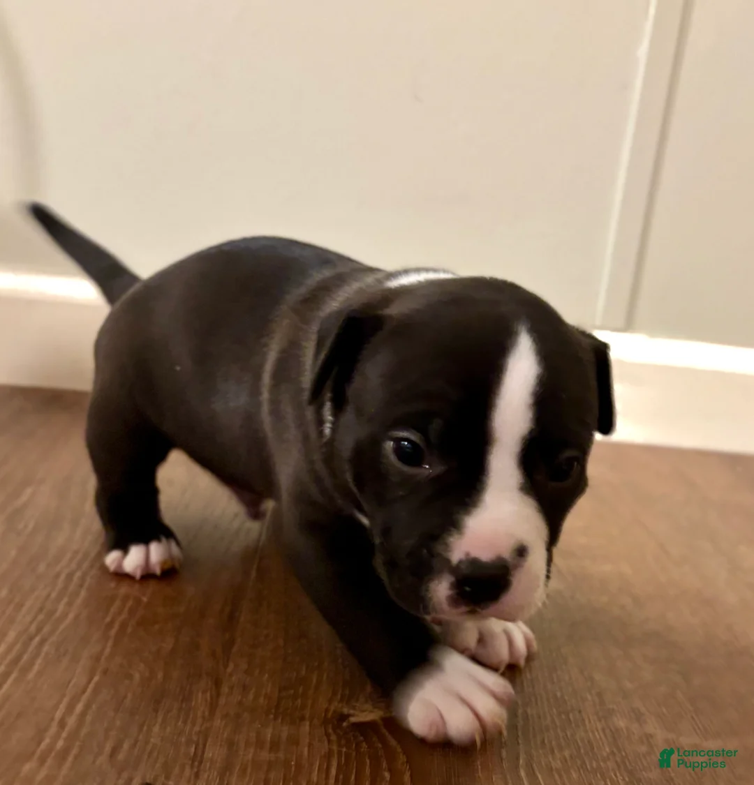 American Bully dogs for sale: Drake - Ad 1