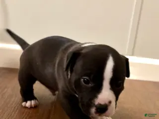 American Bully dogs for sale: Drake - Ad 1