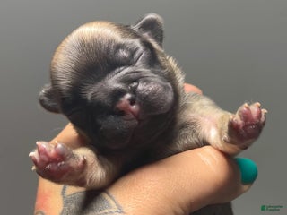 French Bulldog dogs - Ad 17