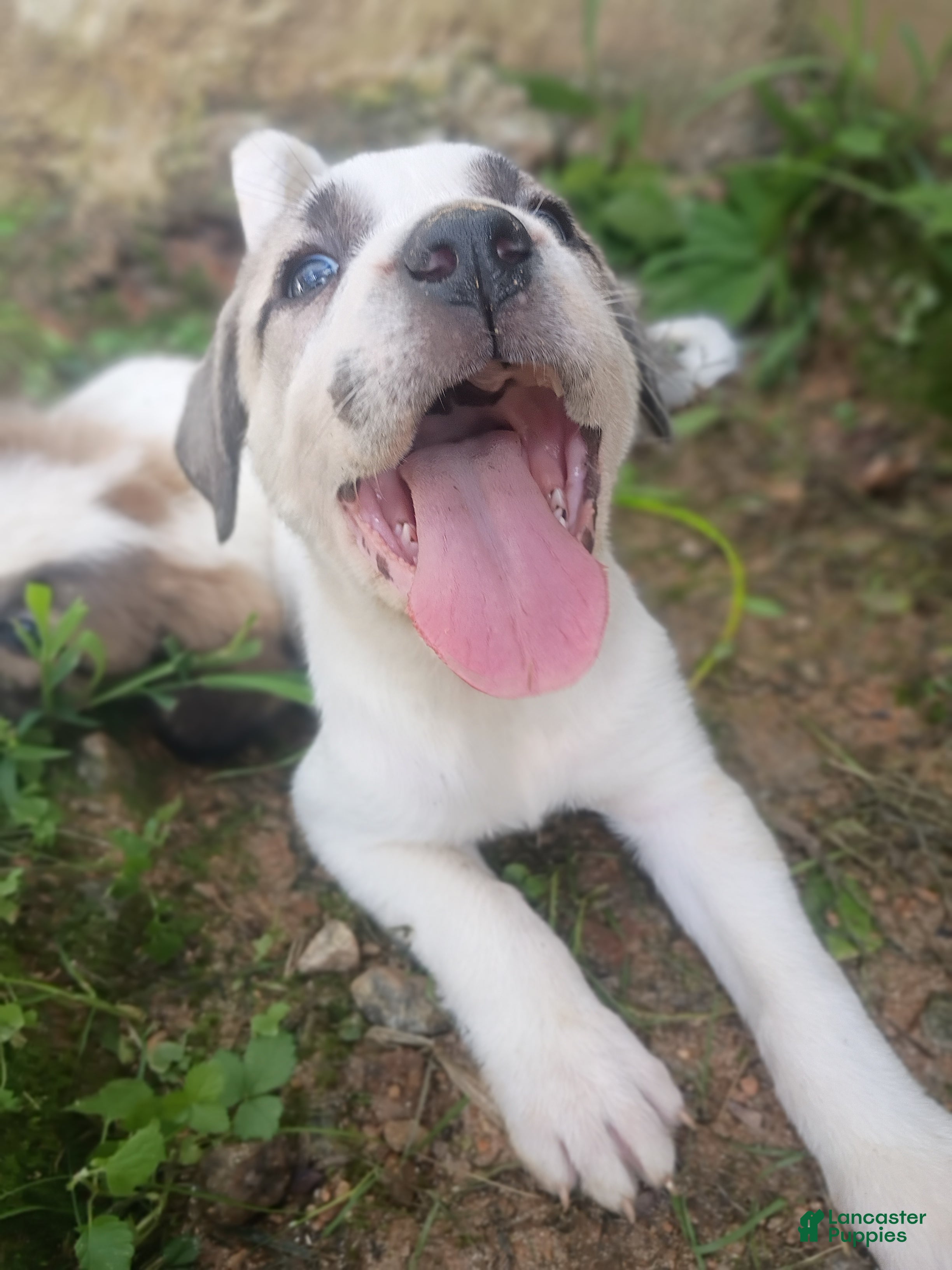 Mixed Breed dogs Bex - Ad 26