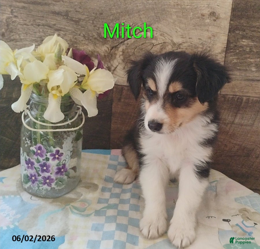 Miniature Australian Shepherd dogs for sale: Mitch - Ad 4
