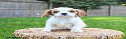 Cavalier King Charles Spaniel dogs for sale: Alex - Ad 5