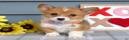 Welsh Corgi Pembroke dogs for sale: Winnie - Ad 7