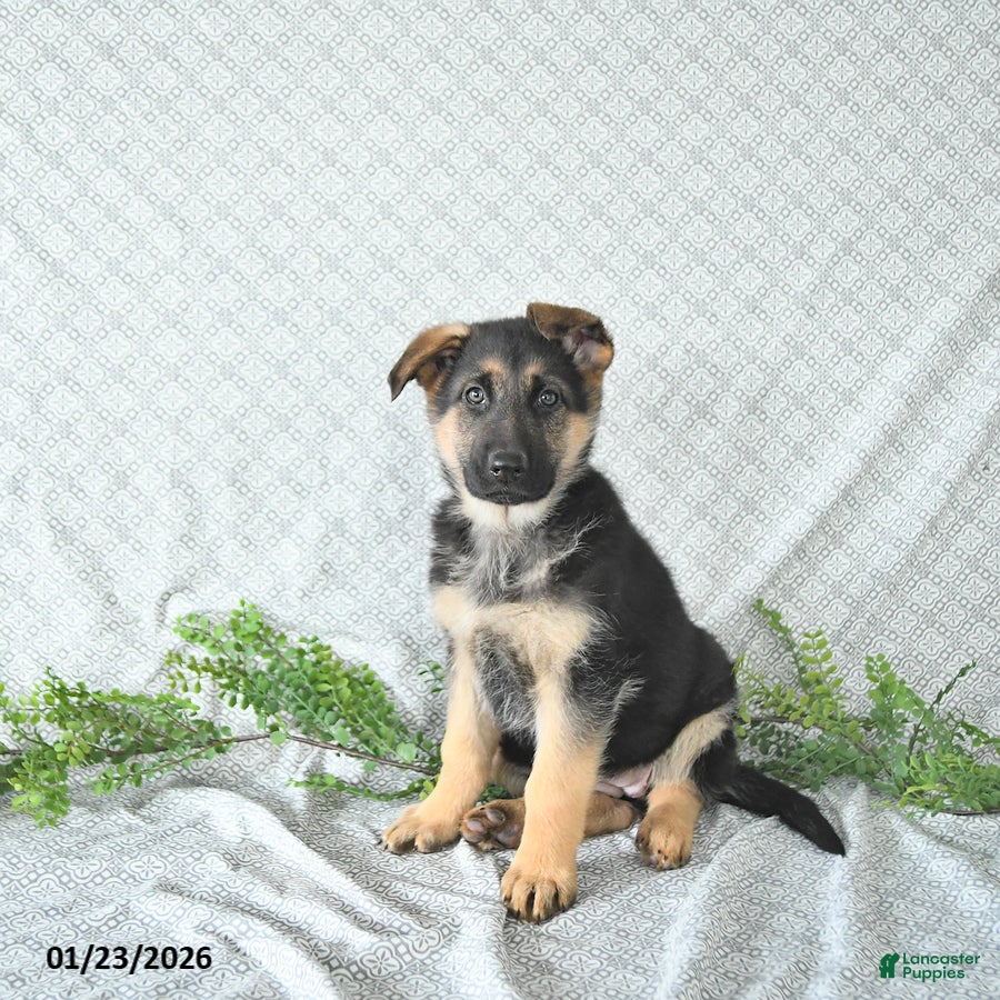 German Shepherd dogs Rita - Ad 10