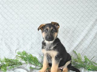 German Shepherd dogs Rita - Ad 10