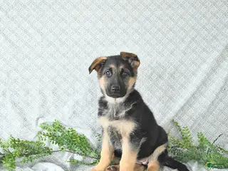 German Shepherd dogs Rita - Ad 16