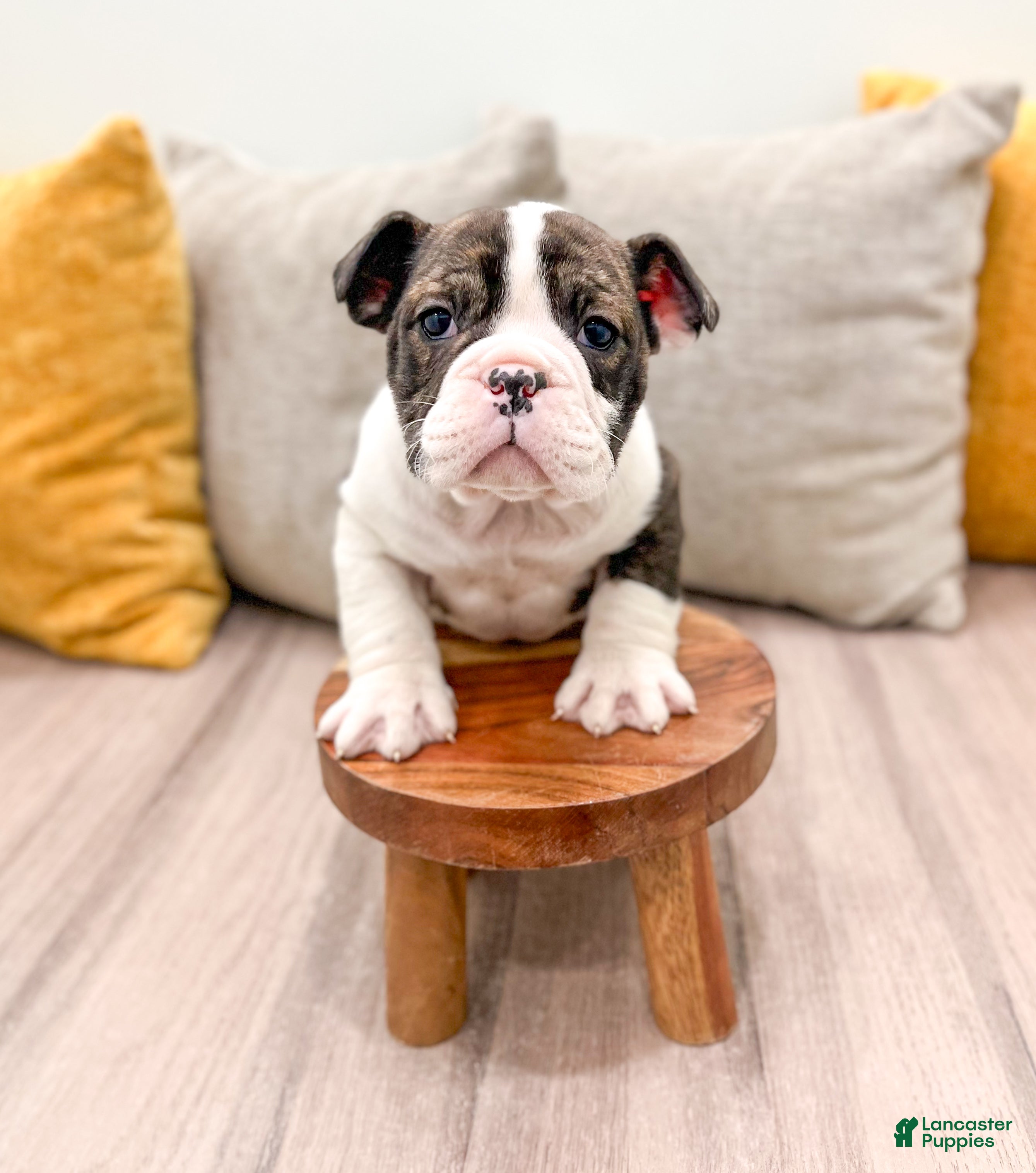 English Bulldog dogs Oreo - Ad 1