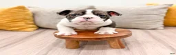 English Bulldog dogs for sale: Oreo - Ad 1
