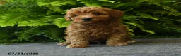 Miniature Poodle dogs for sale: Waffle - Ad 4