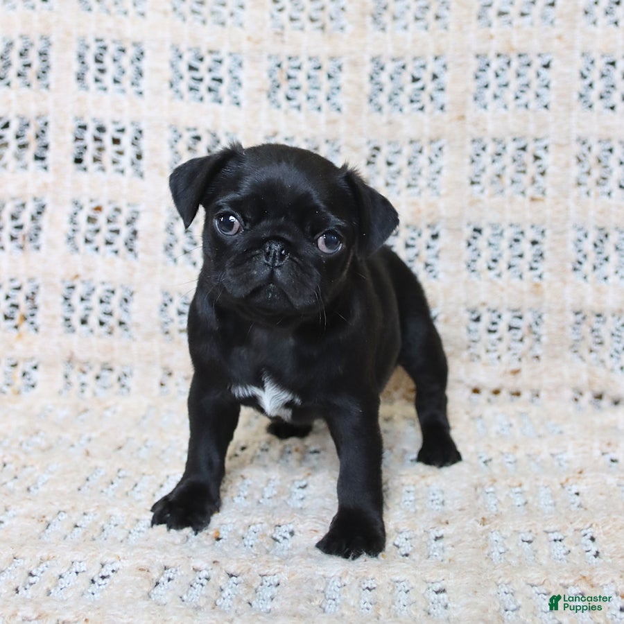 Pug dogs Brenda - Ad 1