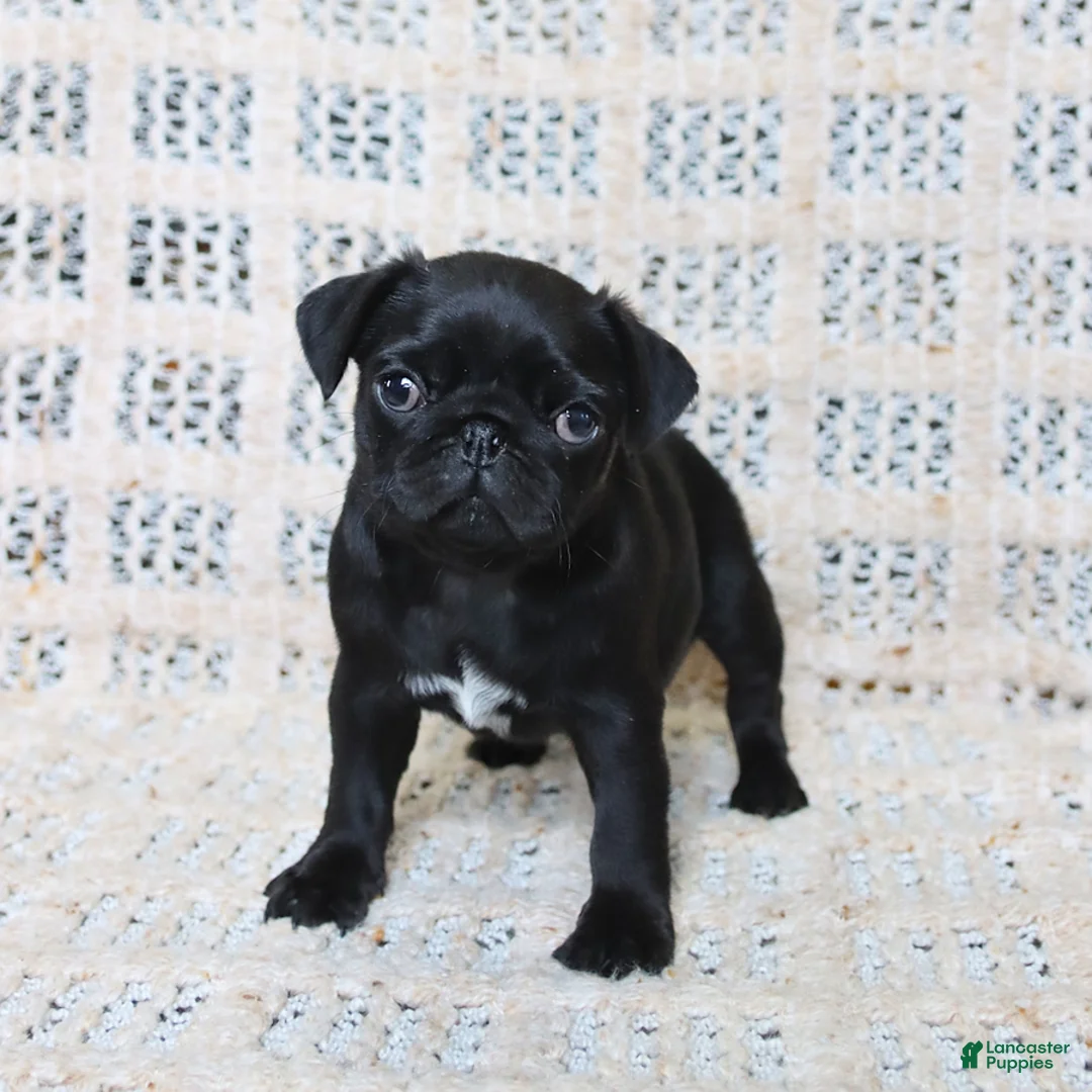 Pug dogs for sale: Brenda - Ad 1