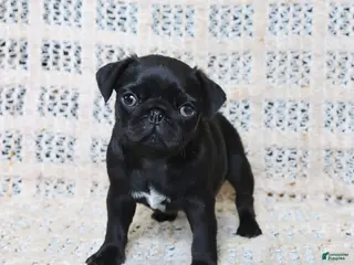 Pug dogs for sale: Brenda - Ad 2