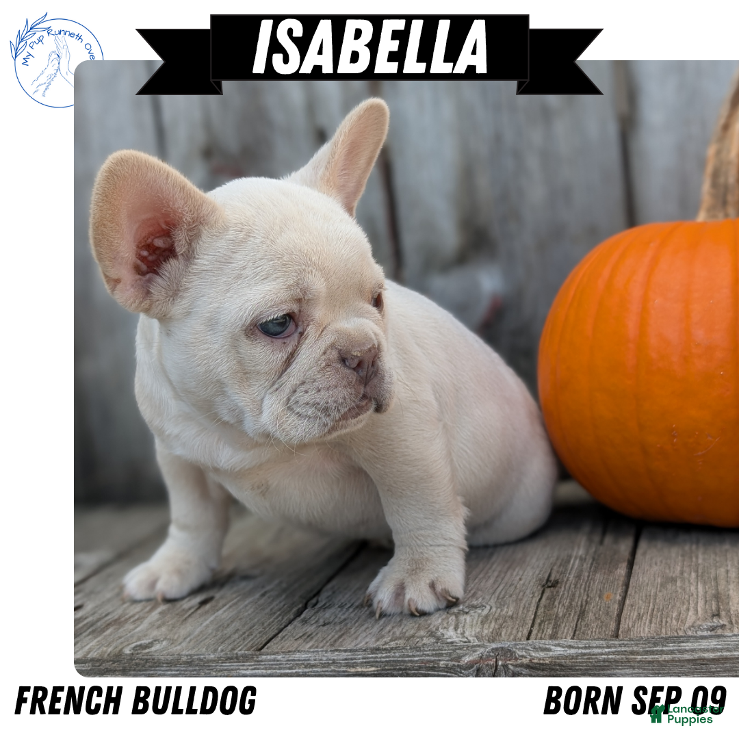 French Bulldog Puppies for sale Lancaster Puppies