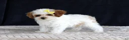 Toy Poodle dogs for sale: Poppy - Ad 9