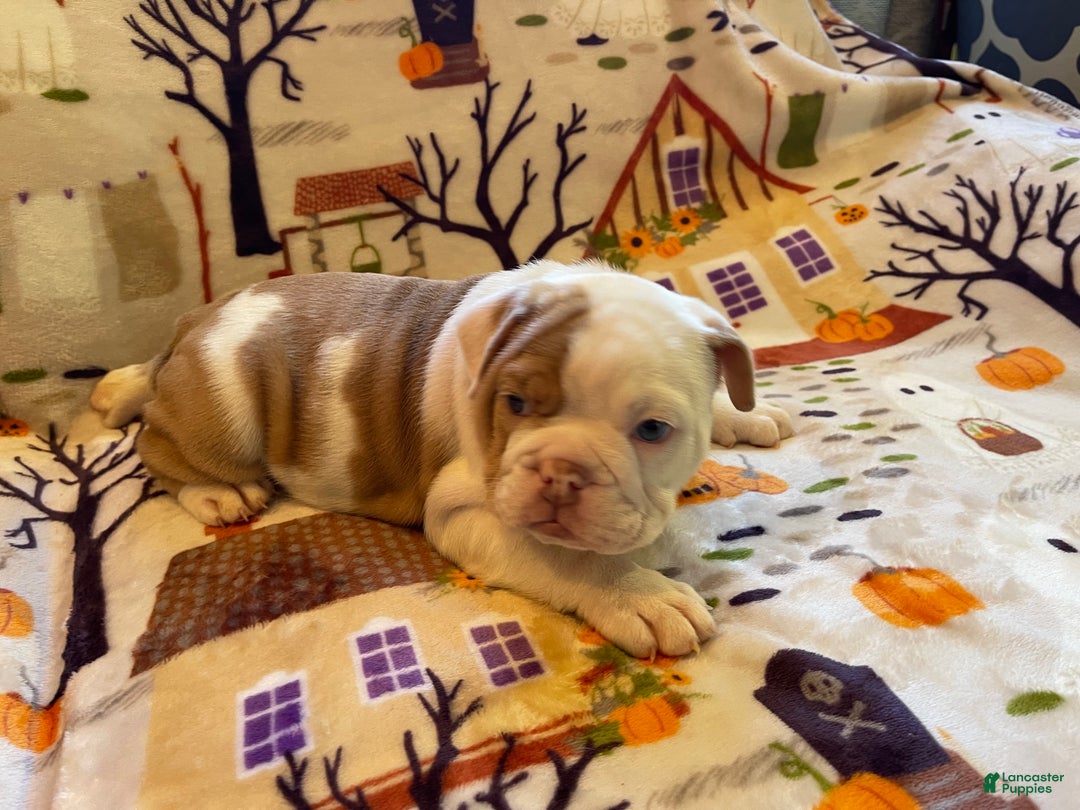 English Bulldog dogs for sale: English Bulldog Puppy 5 - Ad 20