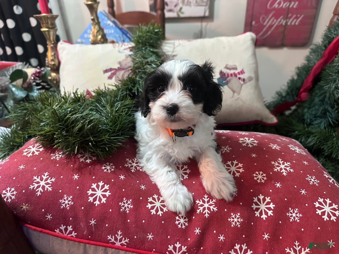 Maltipoo dogs for sale: Maltipoo Puppy 1 - Ad 1