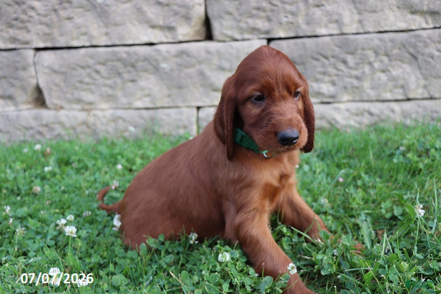 Irish Setter dogs Cocoa - Ad 2